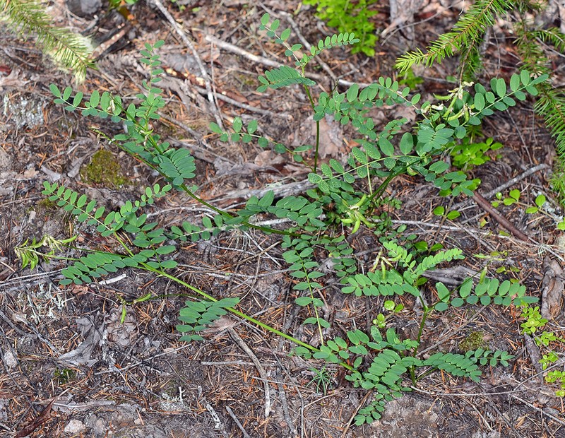Bald Mountain Milkvetch photo 6