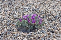 Currant Milkvetch