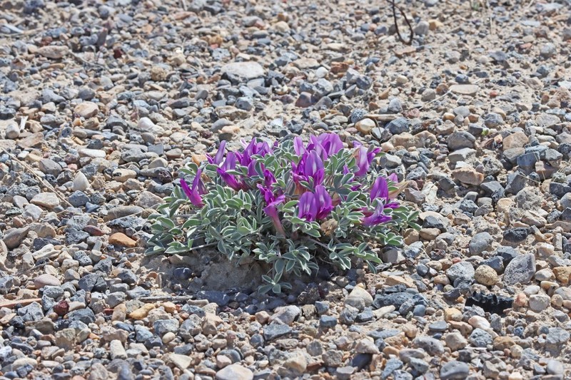 Currant Milkvetch