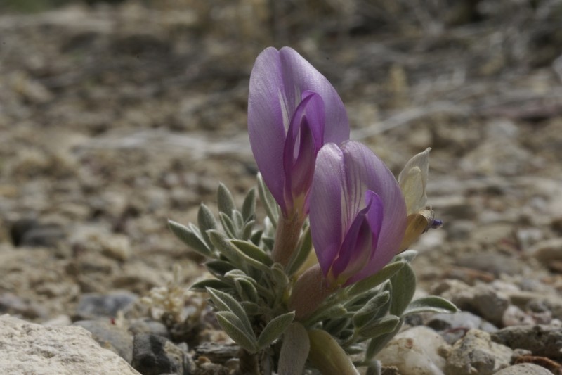 Currant Milkvetch photo 2