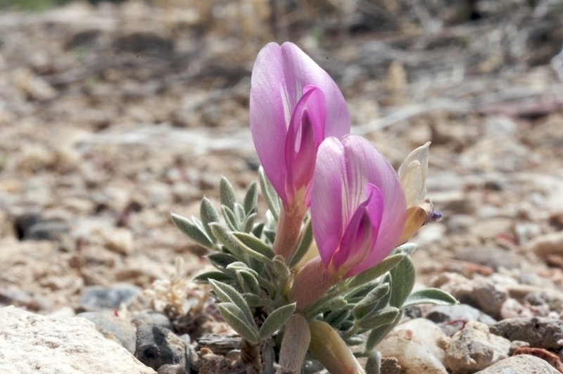 Currant Milkvetch photo 3