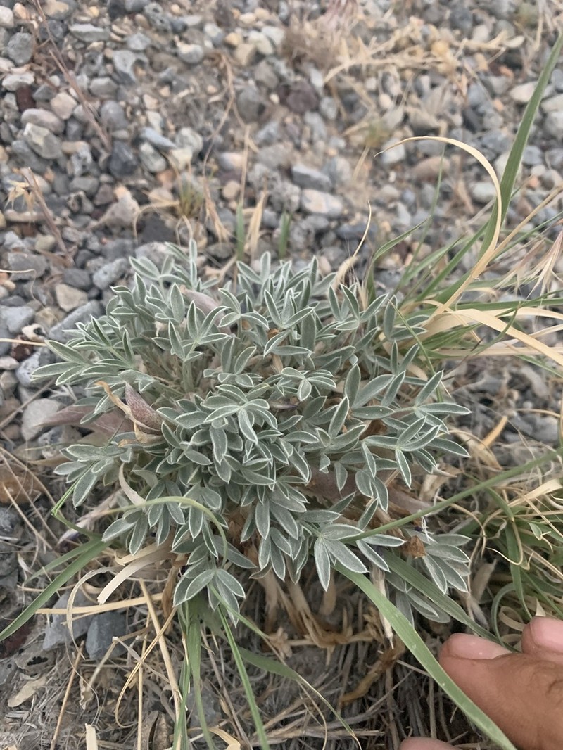 Currant Milkvetch photo 4