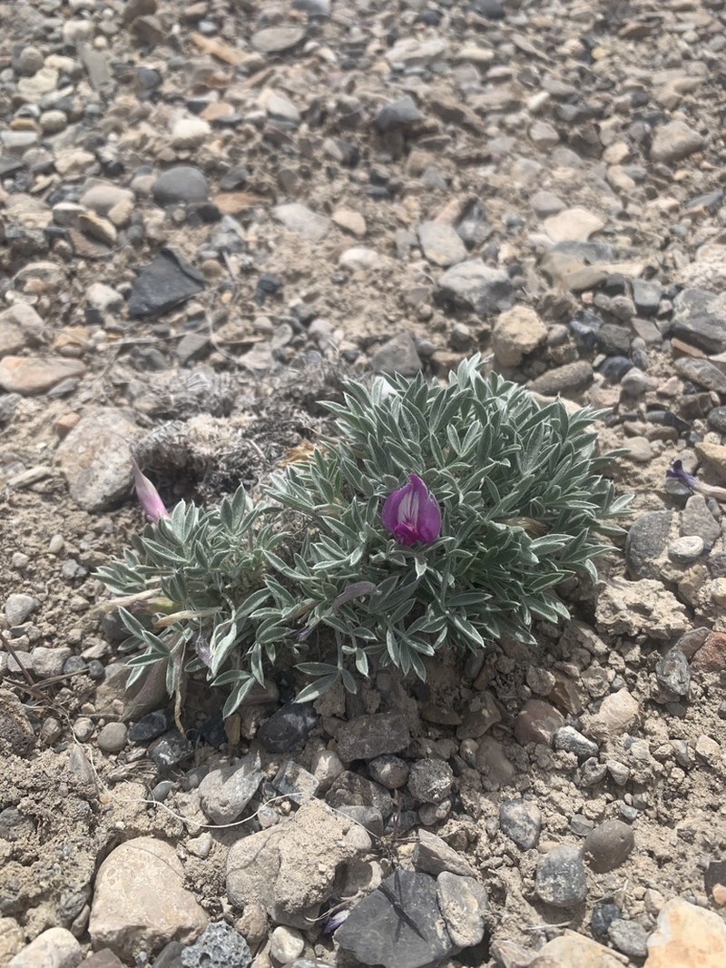 Currant Milkvetch photo 6