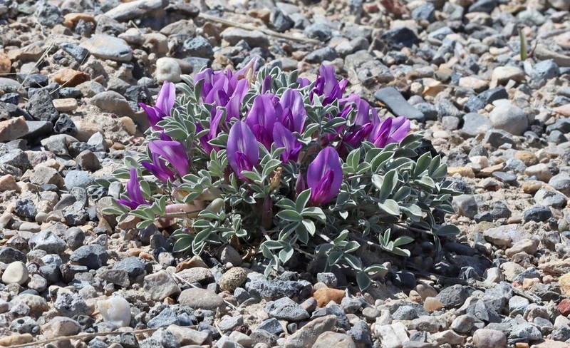 Currant Milkvetch photo 8