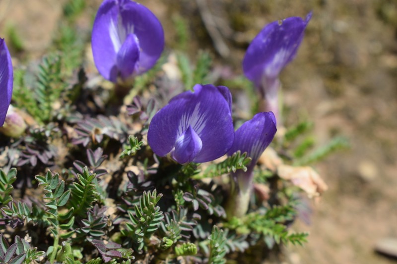 Astragalus uniflorus