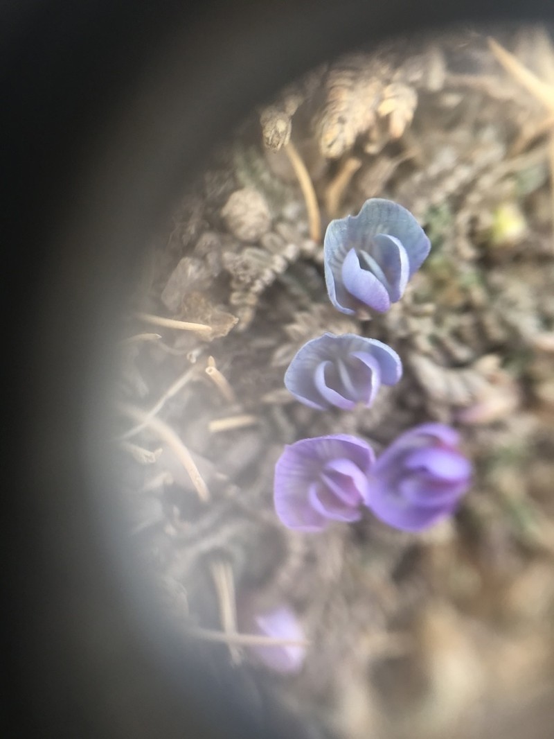 Astragalus uniflorus photo 2