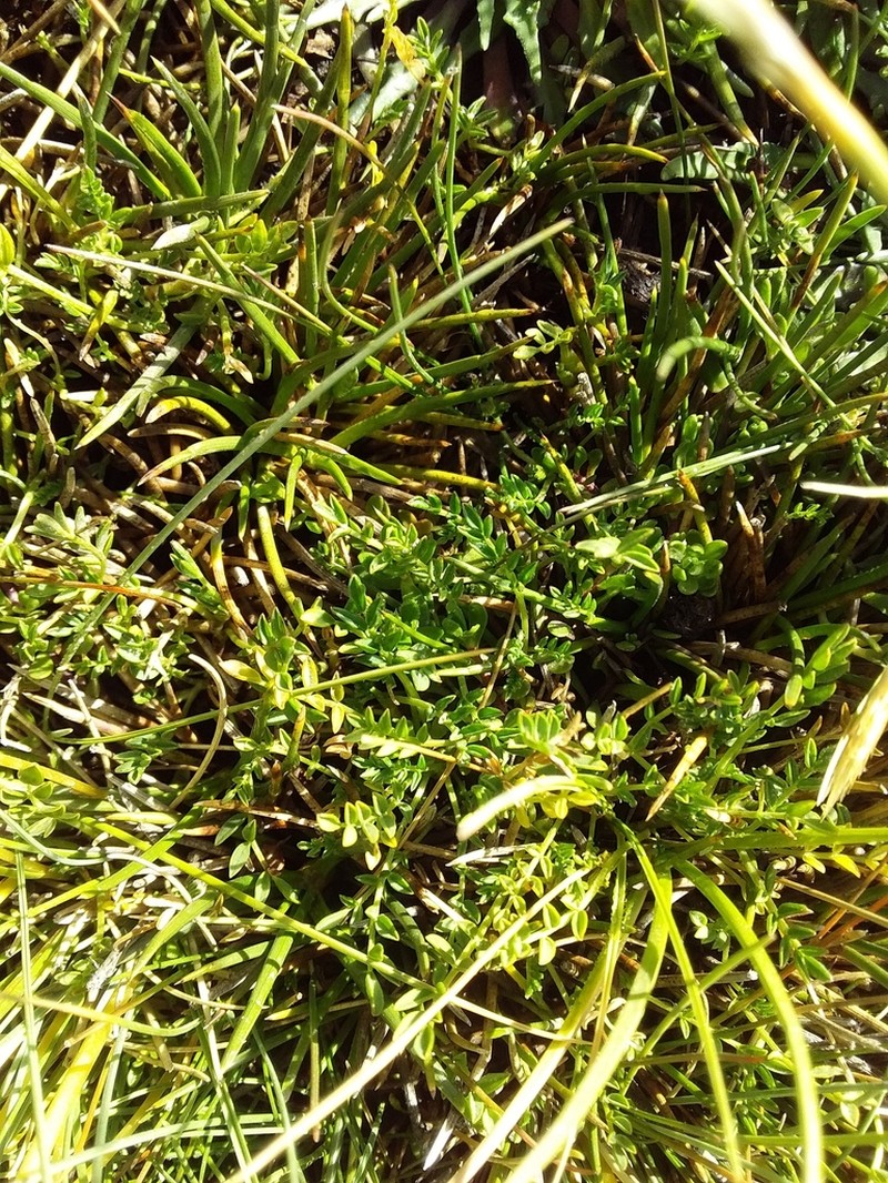 Astragalus uniflorus photo 3