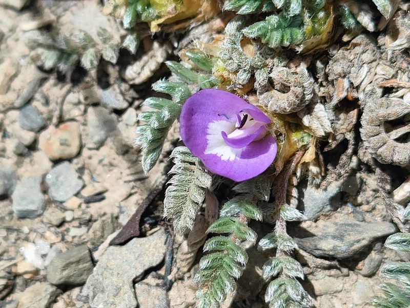 Astragalus uniflorus photo 4