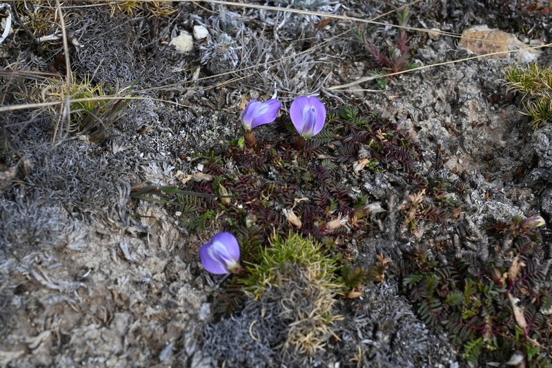 Astragalus uniflorus photo 5