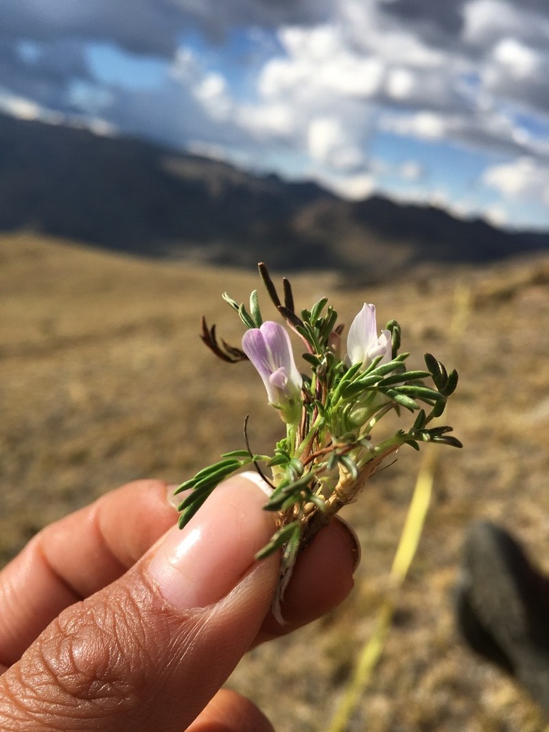 Astragalus uniflorus photo 6