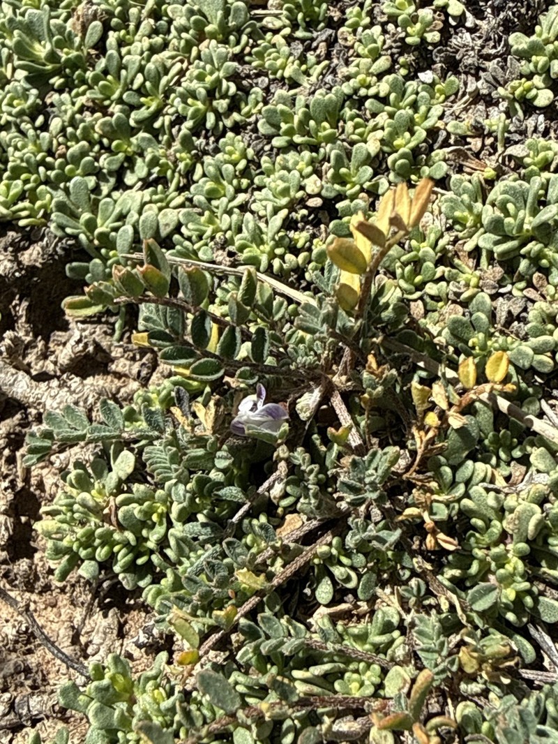 Astragalus uniflorus photo 7