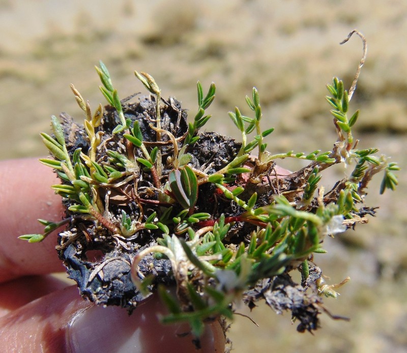 Astragalus uniflorus photo 8