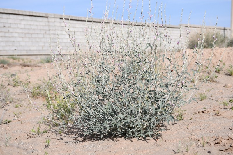 Astragalus unilocularis