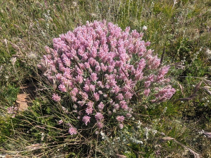 Astragalus uraniolimneus