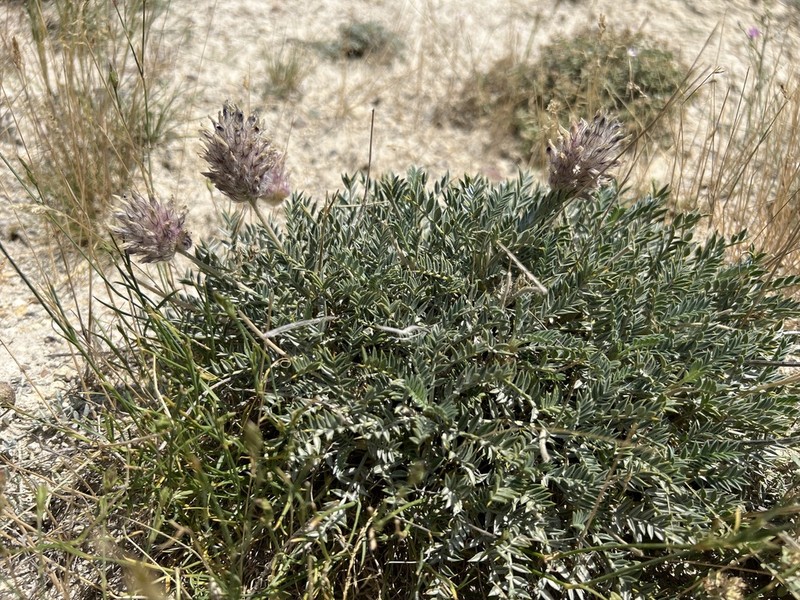 Astragalus uraniolimneus photo 2