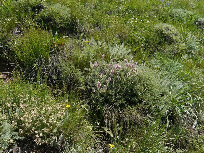 Astragalus uraniolimneus photo 3