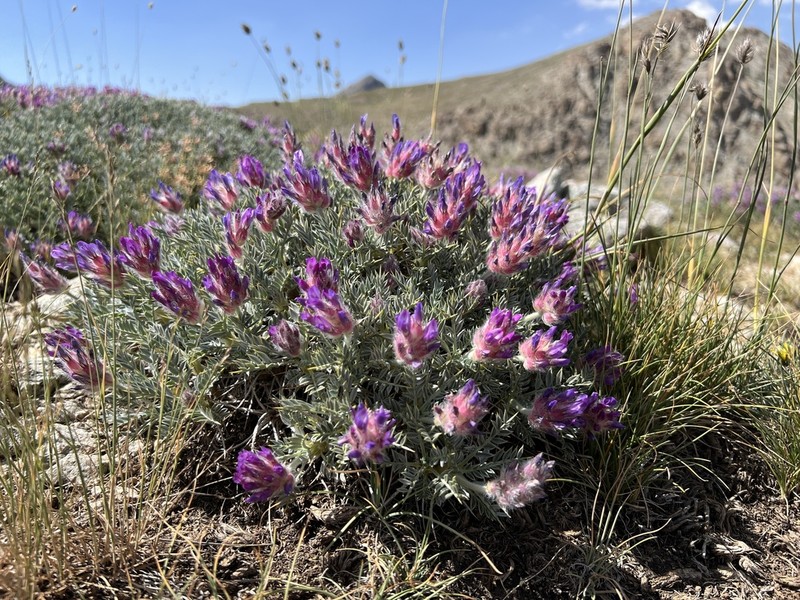 Astragalus uraniolimneus photo 4