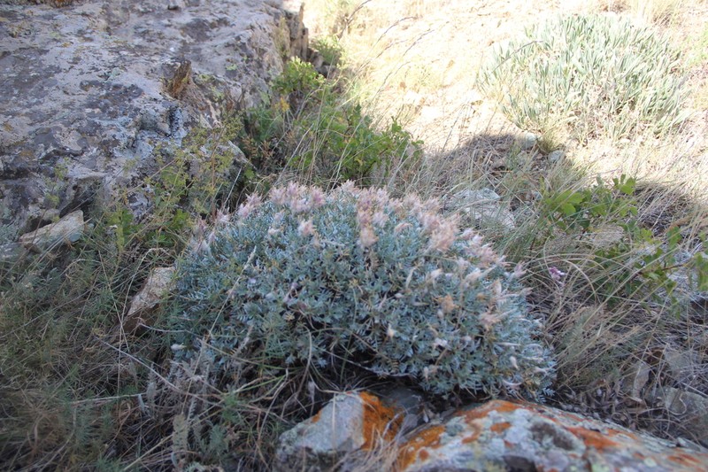 Astragalus uraniolimneus photo 5