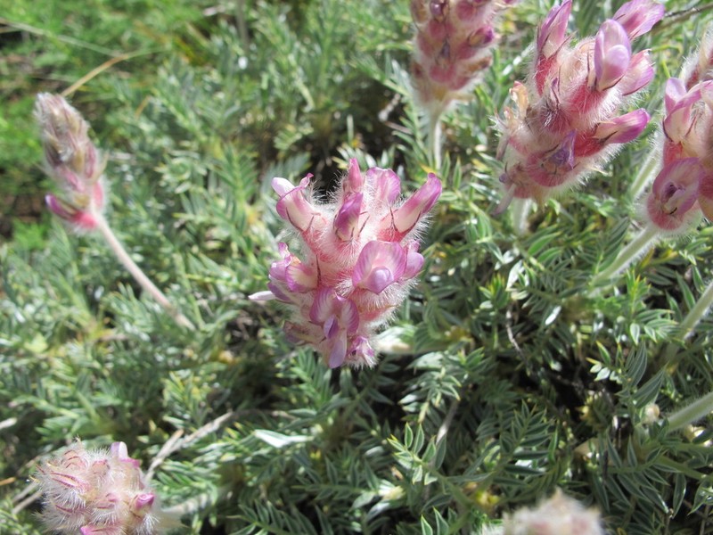 Astragalus uraniolimneus photo 6