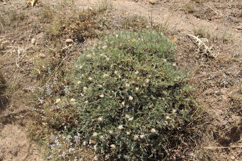 Astragalus uraniolimneus photo 7