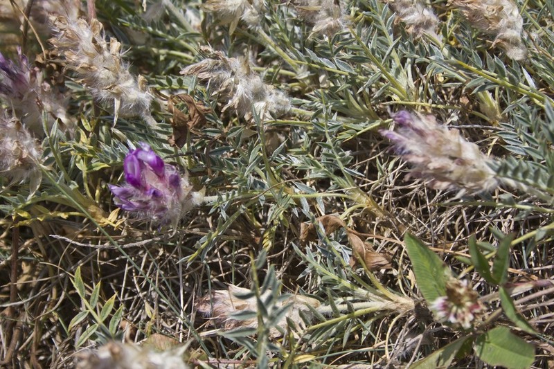 Astragalus uraniolimneus photo 8