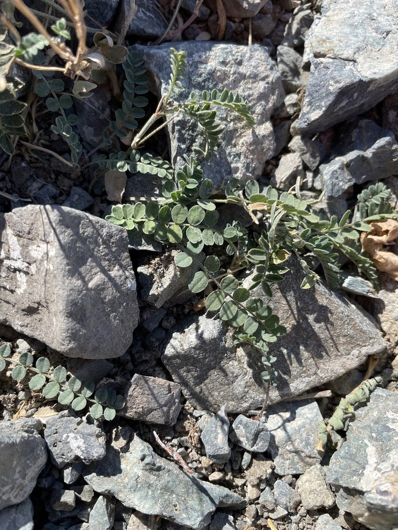 Astragalus urunguensis