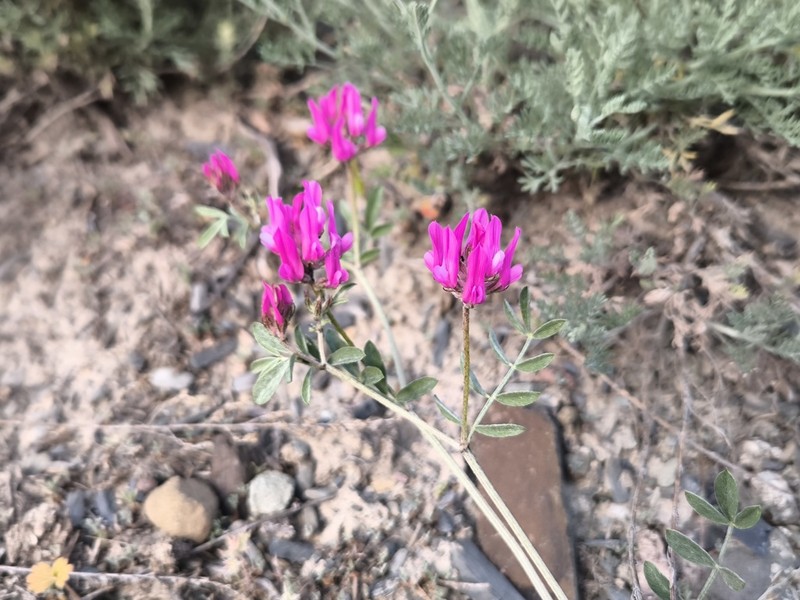 Astragalus ustiurtensis