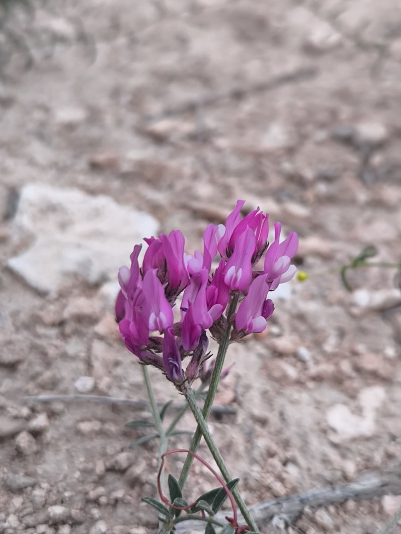 Astragalus ustiurtensis photo 2
