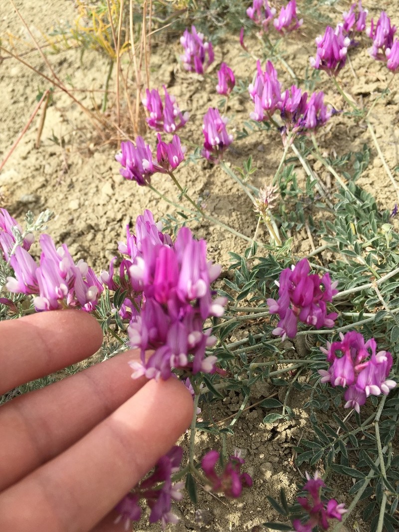 Astragalus ustiurtensis photo 3