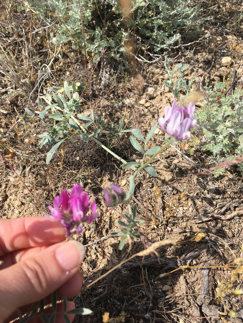 Astragalus ustiurtensis photo 4
