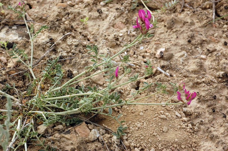 Astragalus ustiurtensis photo 5