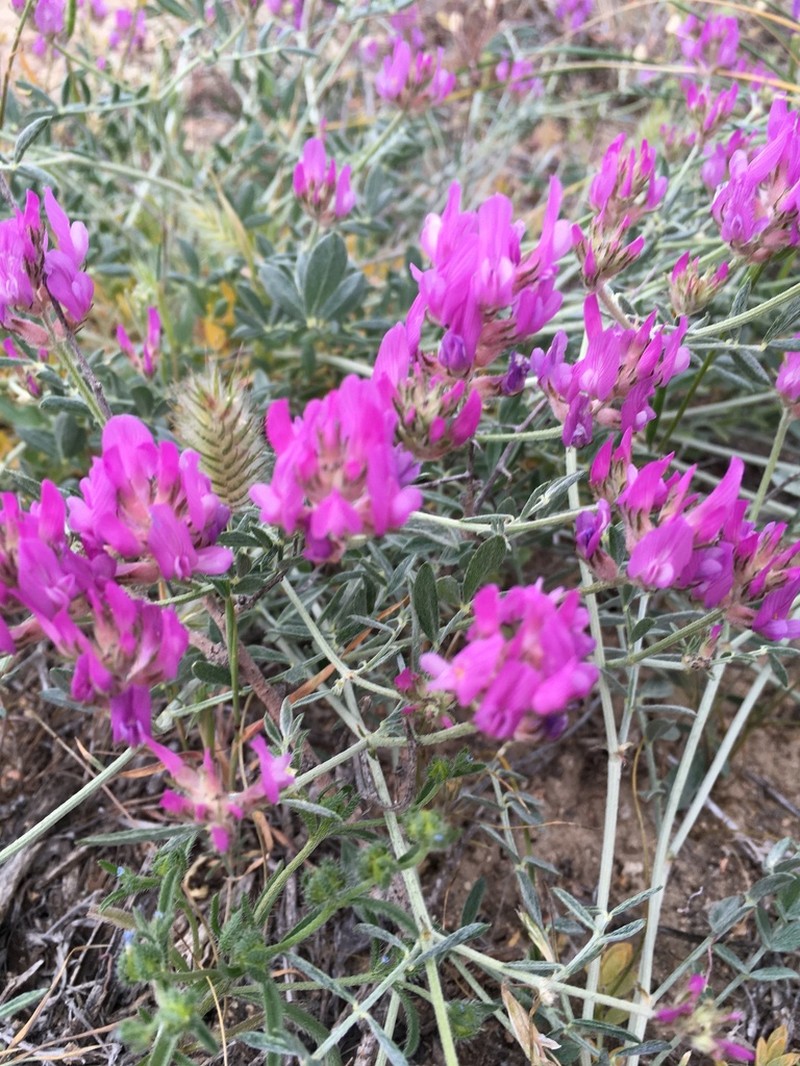 Astragalus ustiurtensis photo 6