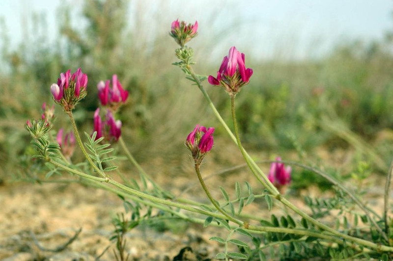 Astragalus ustiurtensis photo 7