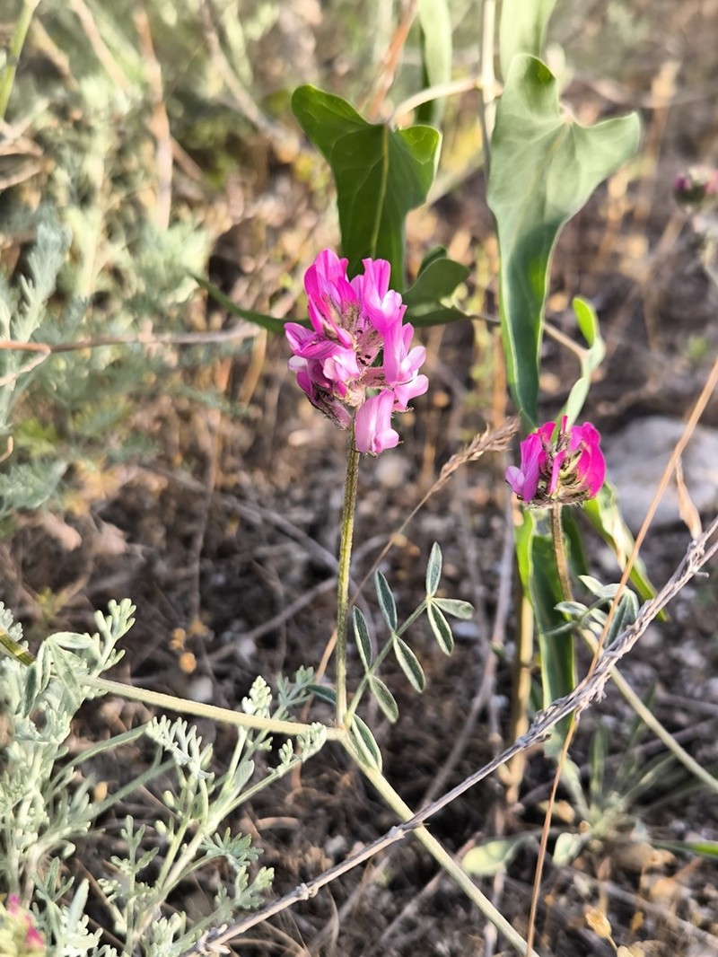 Astragalus ustiurtensis photo 8