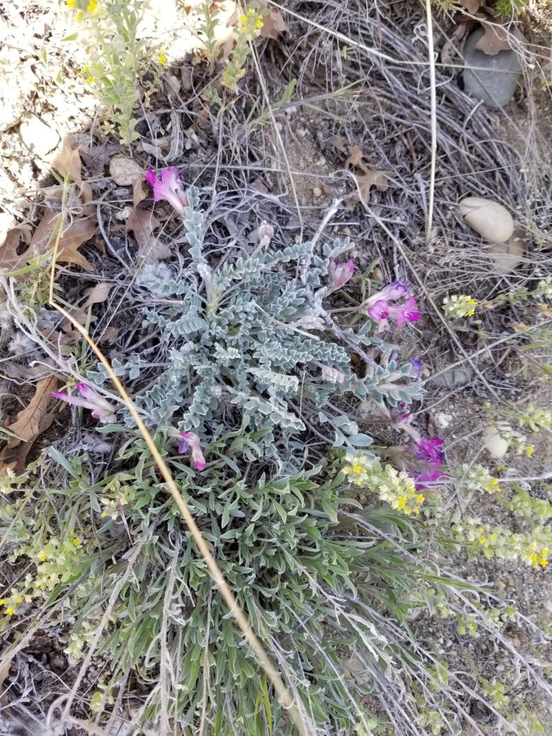 Utah Milkvetch photo 3
