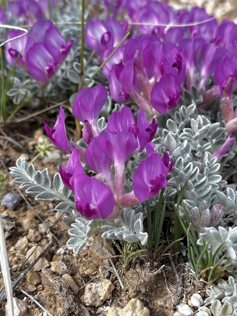 Utah Milkvetch photo 4