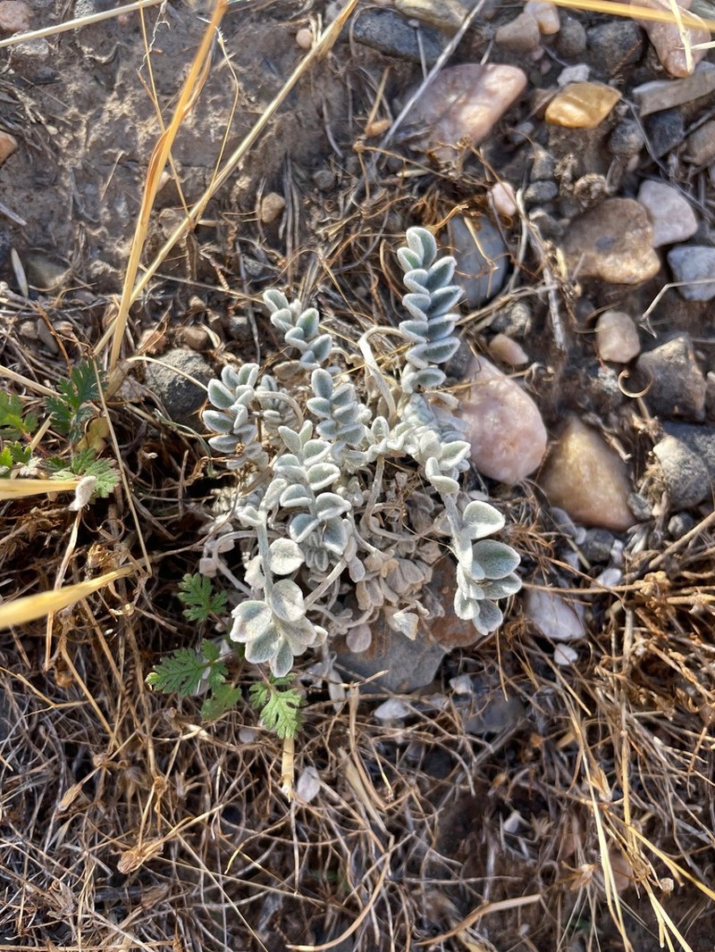 Utah Milkvetch photo 5