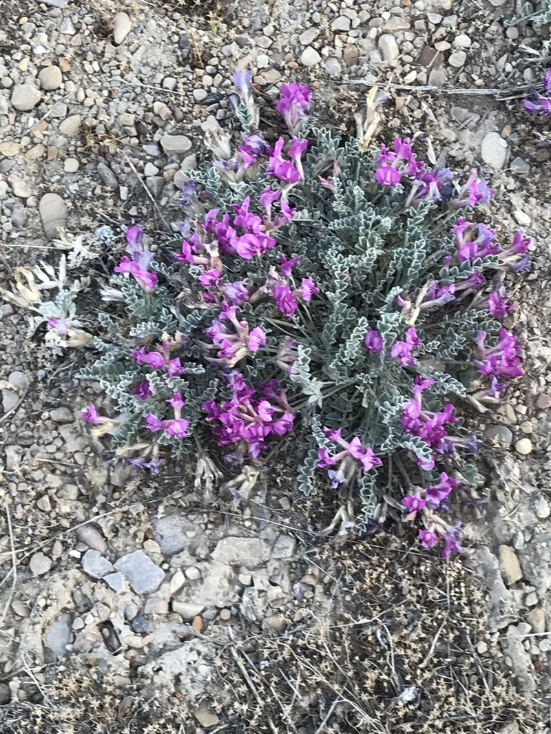 Utah Milkvetch photo 6