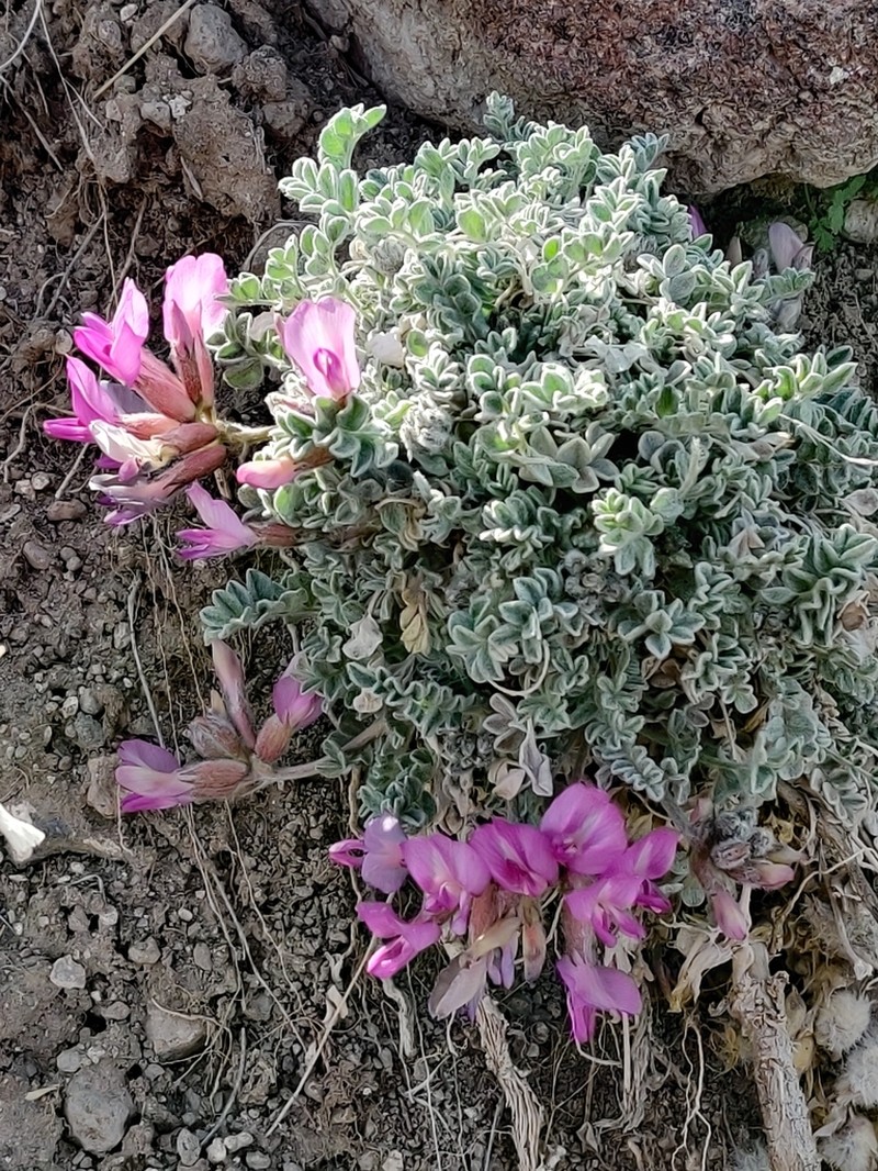 Utah Milkvetch photo 7