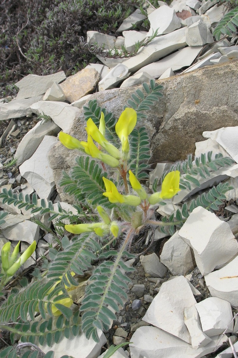 Astragalus utriger