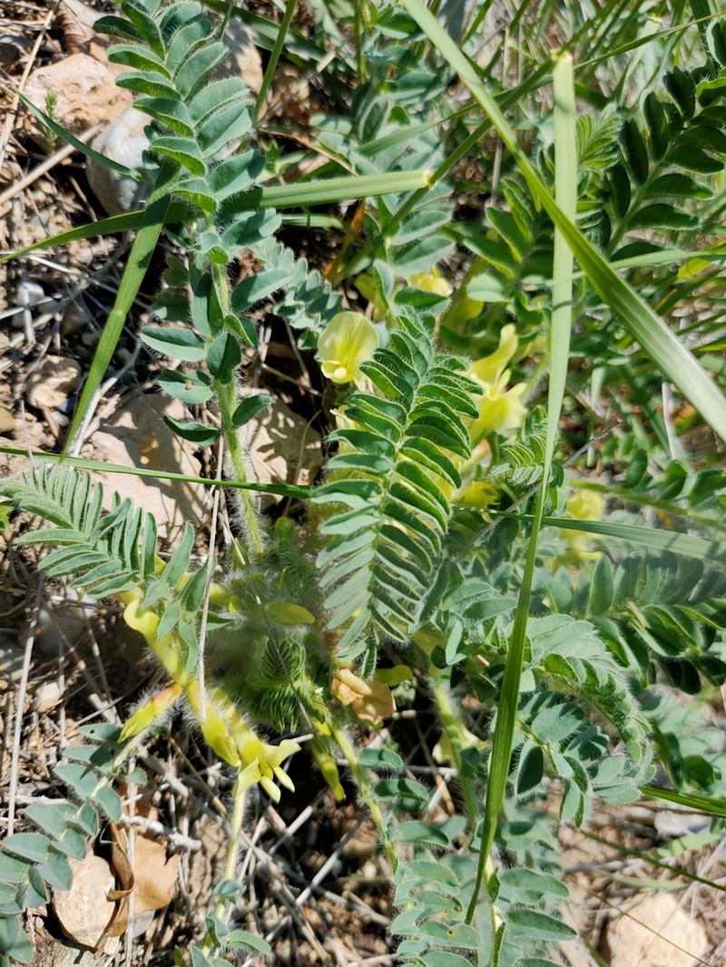 Astragalus utriger photo 2