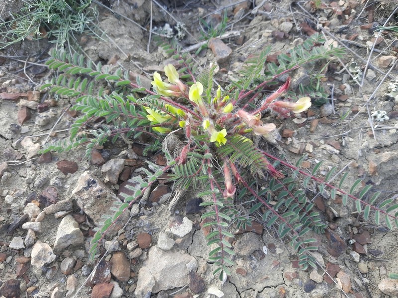 Astragalus utriger photo 3