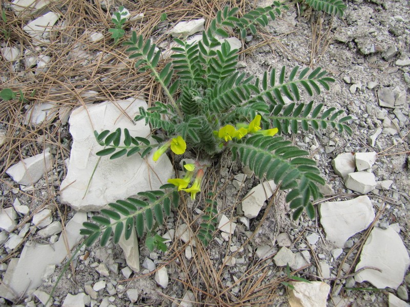 Astragalus utriger photo 4