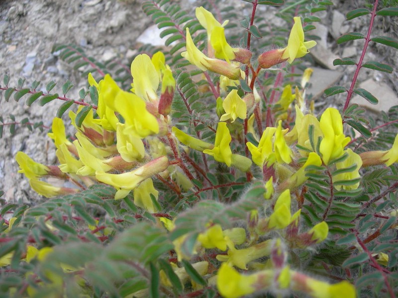 Astragalus utriger photo 5