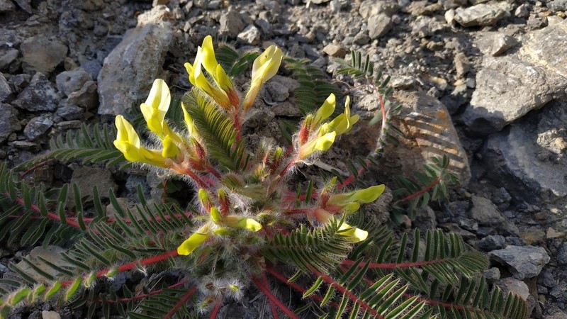 Astragalus utriger photo 6