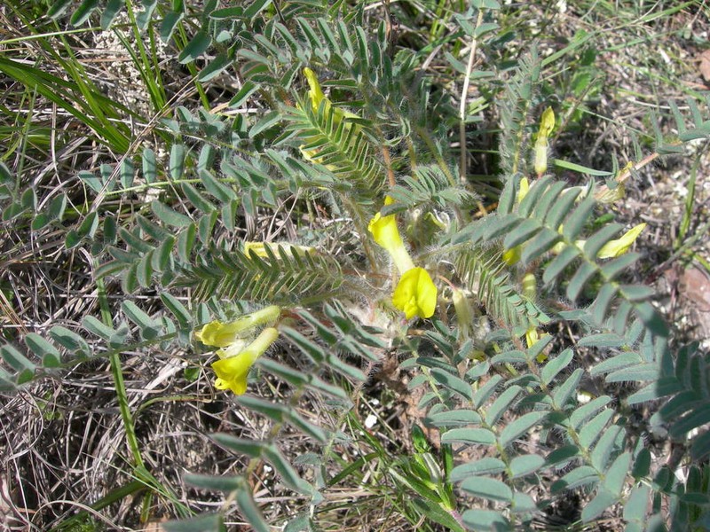Astragalus utriger photo 7
