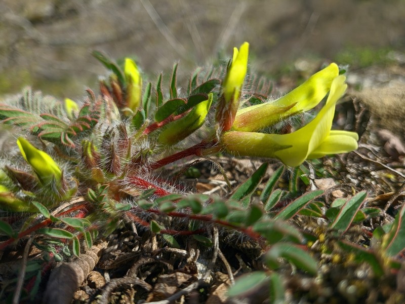 Astragalus utriger photo 8