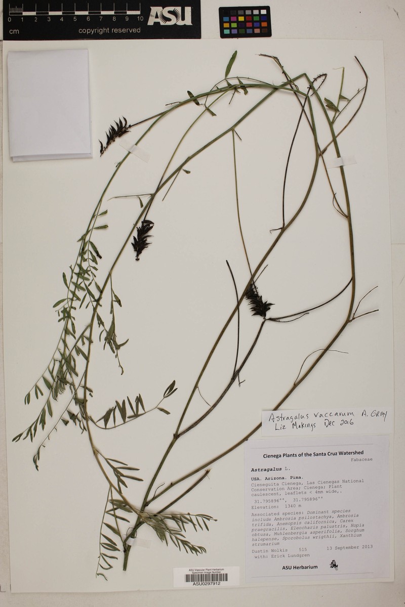 Cow Spring Milkvetch photo 2
