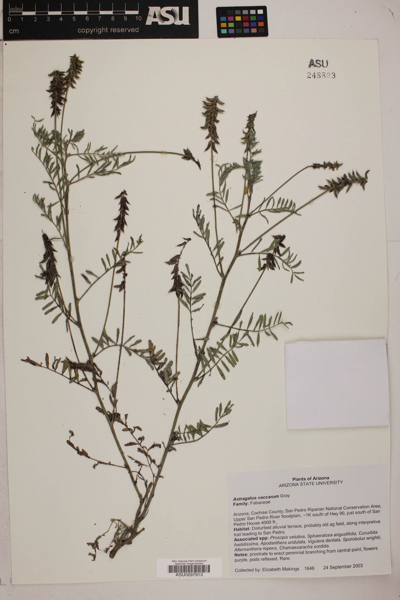 Cow Spring Milkvetch photo 3