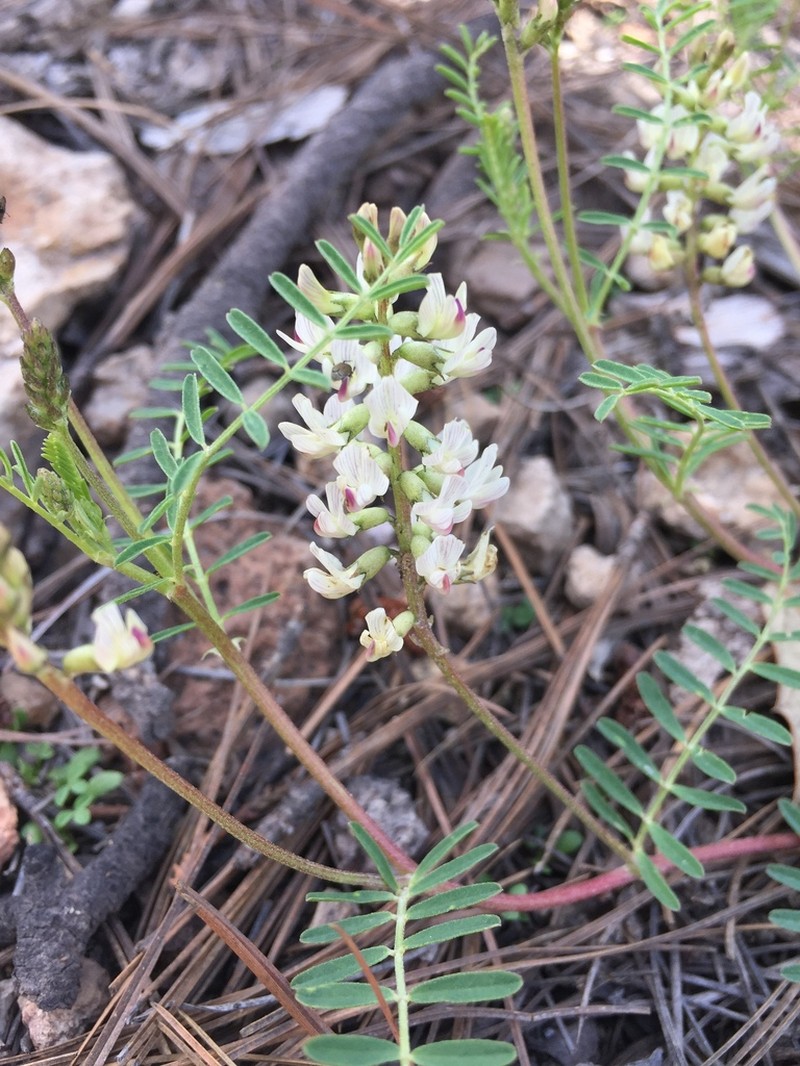 Cow Spring Milkvetch